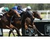  Carrera: P.Valderas Monta: V.Janacek Caballo: Octans
